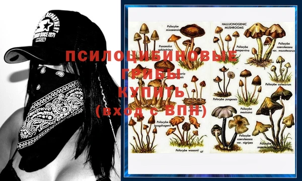 apvp Вяземский