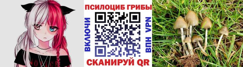 Галлюциногенные грибы Psilocybe  Купить где  Талица 